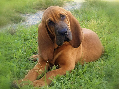 Bloodhound